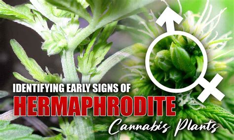 hermaphrodite plant signs.